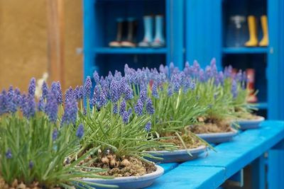 Muscari Armeniacum, Grape Hyacinth